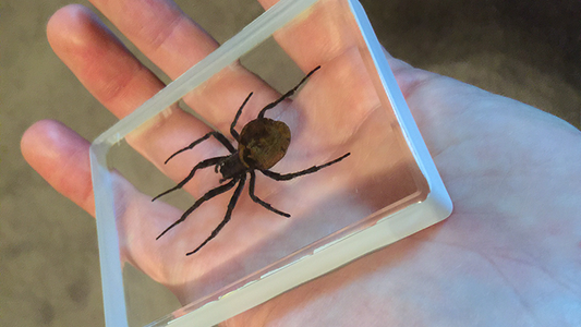 Ominous Deck (Spider) by Diamond Jim Tyler alternate view - Wizard Magic Shop