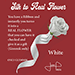 Silk to Real Flower (White) by Juan Pablo